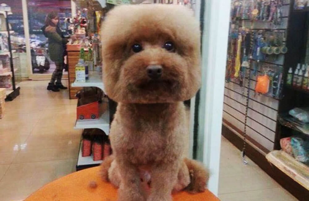 Dog Grooming @japantrendsinc / Twitter.com