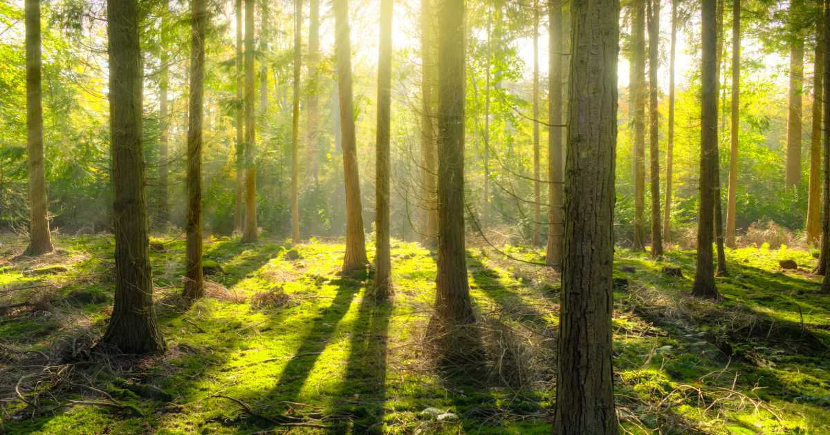 Você está visualizando atualmente Brasil é liderança no mercado de créditos de carbono para reflorestamento e proteção de florestas