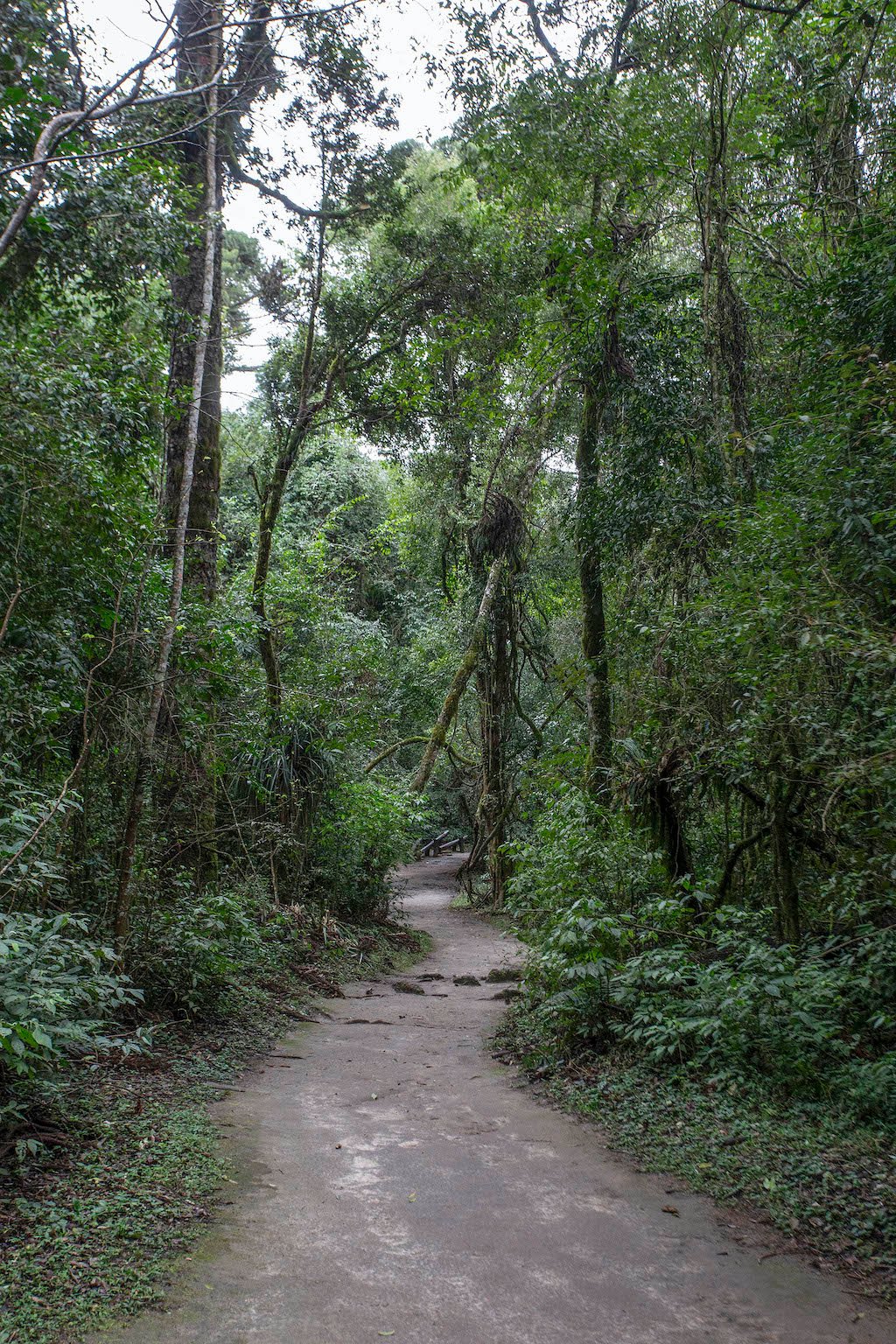 Leia mais sobre o artigo Curitiba: o espaço verde e sustentável do bosque Reinhard Maack